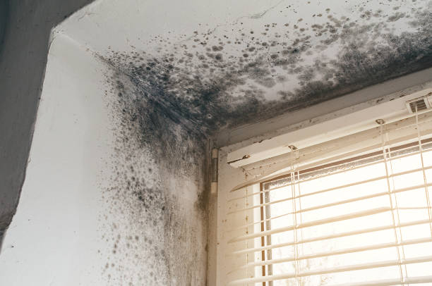 Affordable Basement Mold Removal solutions in Florence, TX