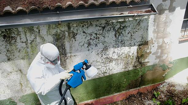 Top rated local Basement Mold Removal specialists in Florence, TX